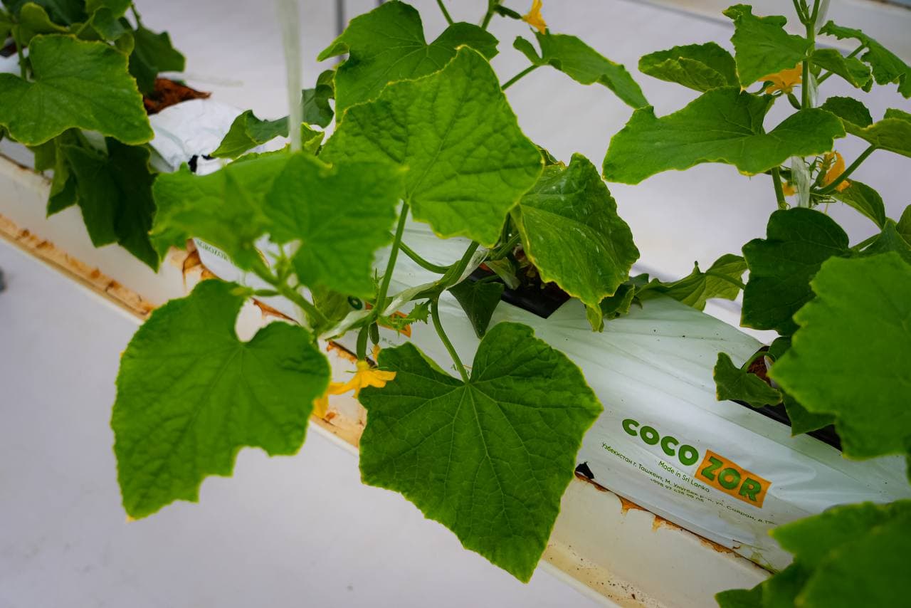 Инновационная теплица: сочетание энергоэффективности и цифрового управления