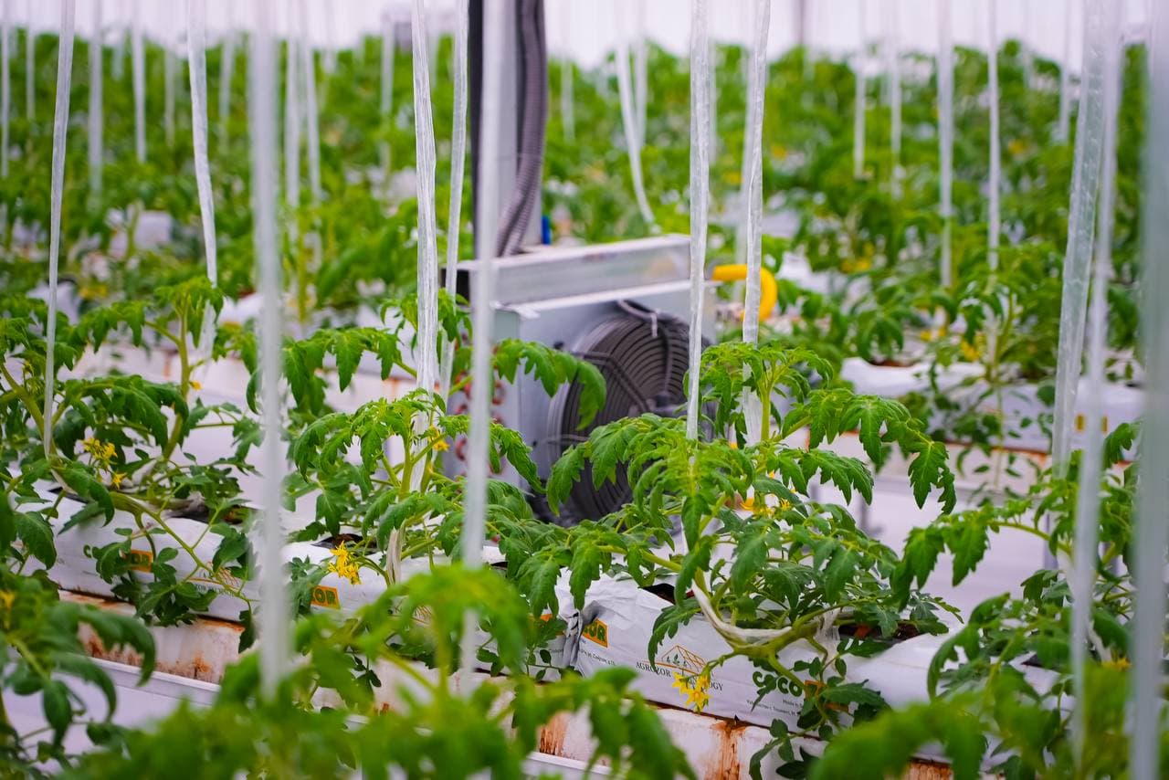 Инновационная теплица: сочетание энергоэффективности и цифрового управления