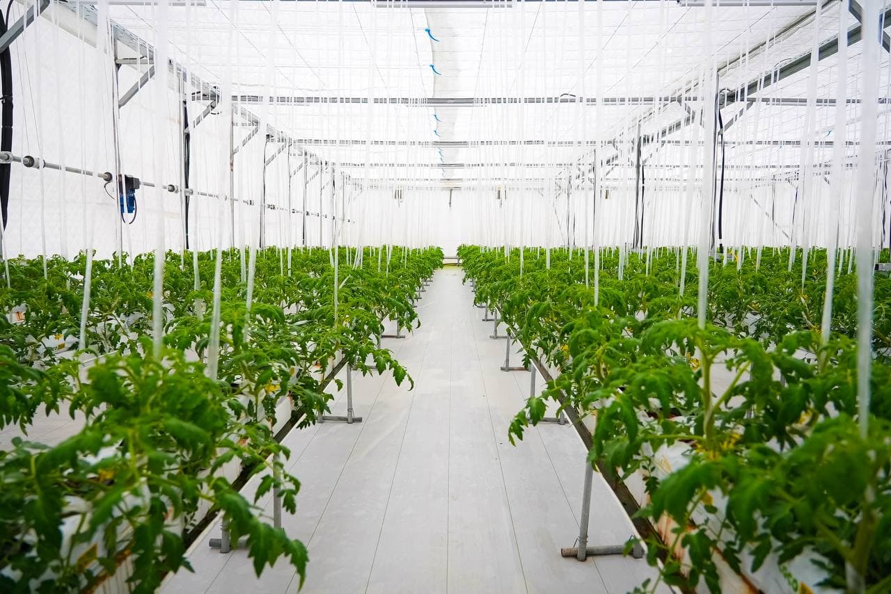 Инновационная теплица: сочетание энергоэффективности и цифрового управления