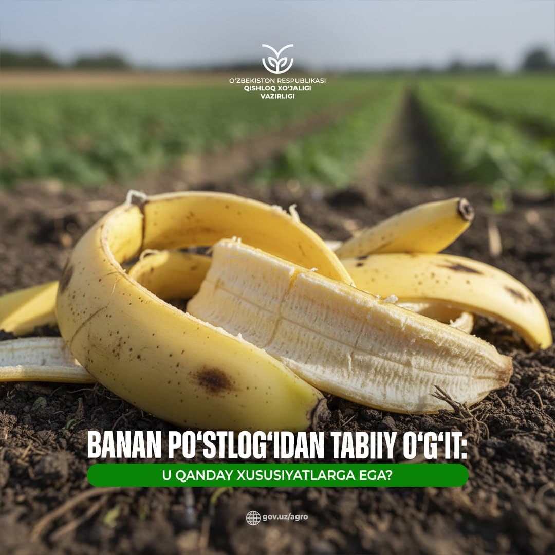 Banan po‘stlog‘idan tabiiy o‘g‘it: u qanday xususiyatlarga ega?