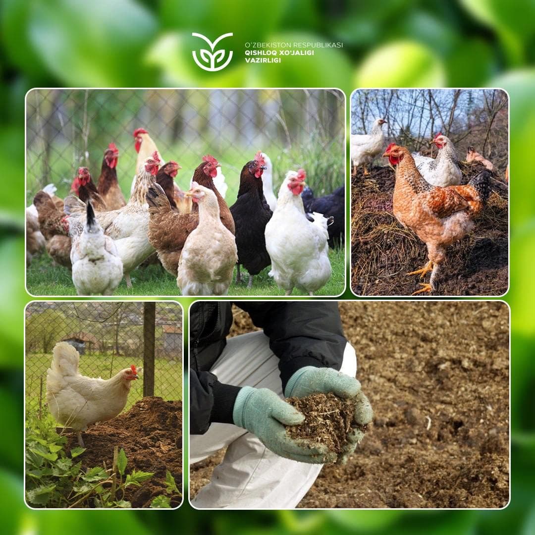 Bepul o‘g‘it: ozuqa moddalariga boy tovuq go‘ngidan qanday foydalanish mumkin?