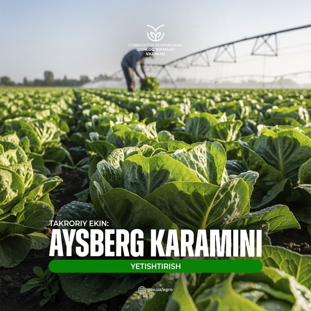 Takroriy ekin: Aysberg karamini yetishtirish