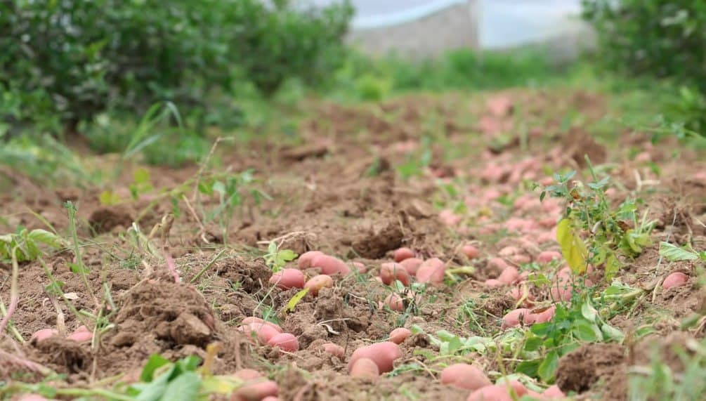 Issiqxonaning yashirin formulasi: limon + kartoshka