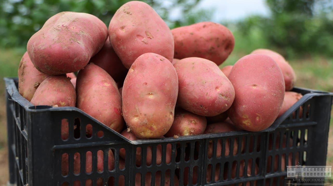 Issiqxonaning yashirin formulasi: limon + kartoshka