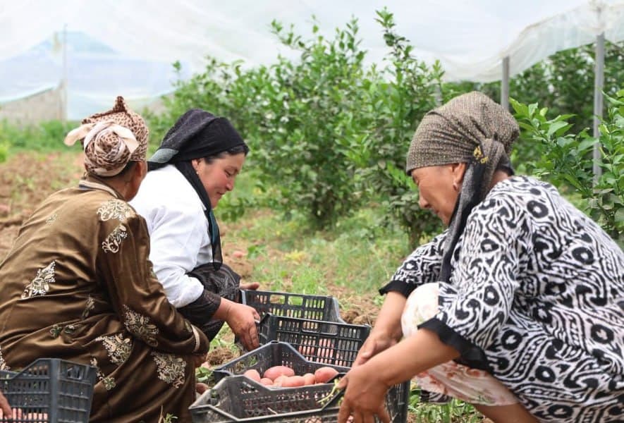 Issiqxonaning yashirin formulasi: limon + kartoshka