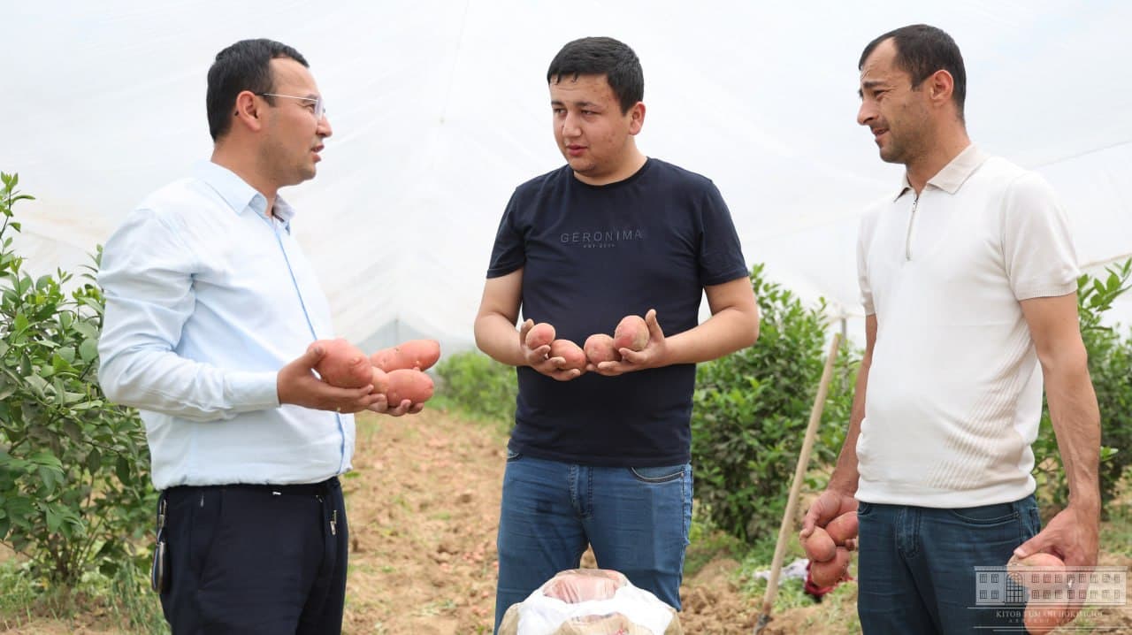 Issiqxonaning yashirin formulasi: limon + kartoshka