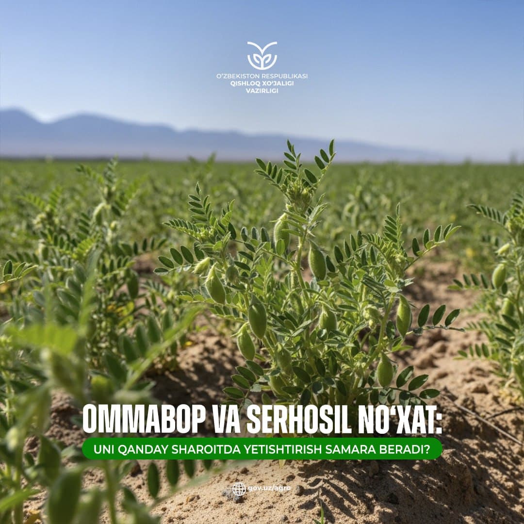 Ommabop va serhosil no‘xat: uni qanday sharoitda yetishtirish samara beradi?