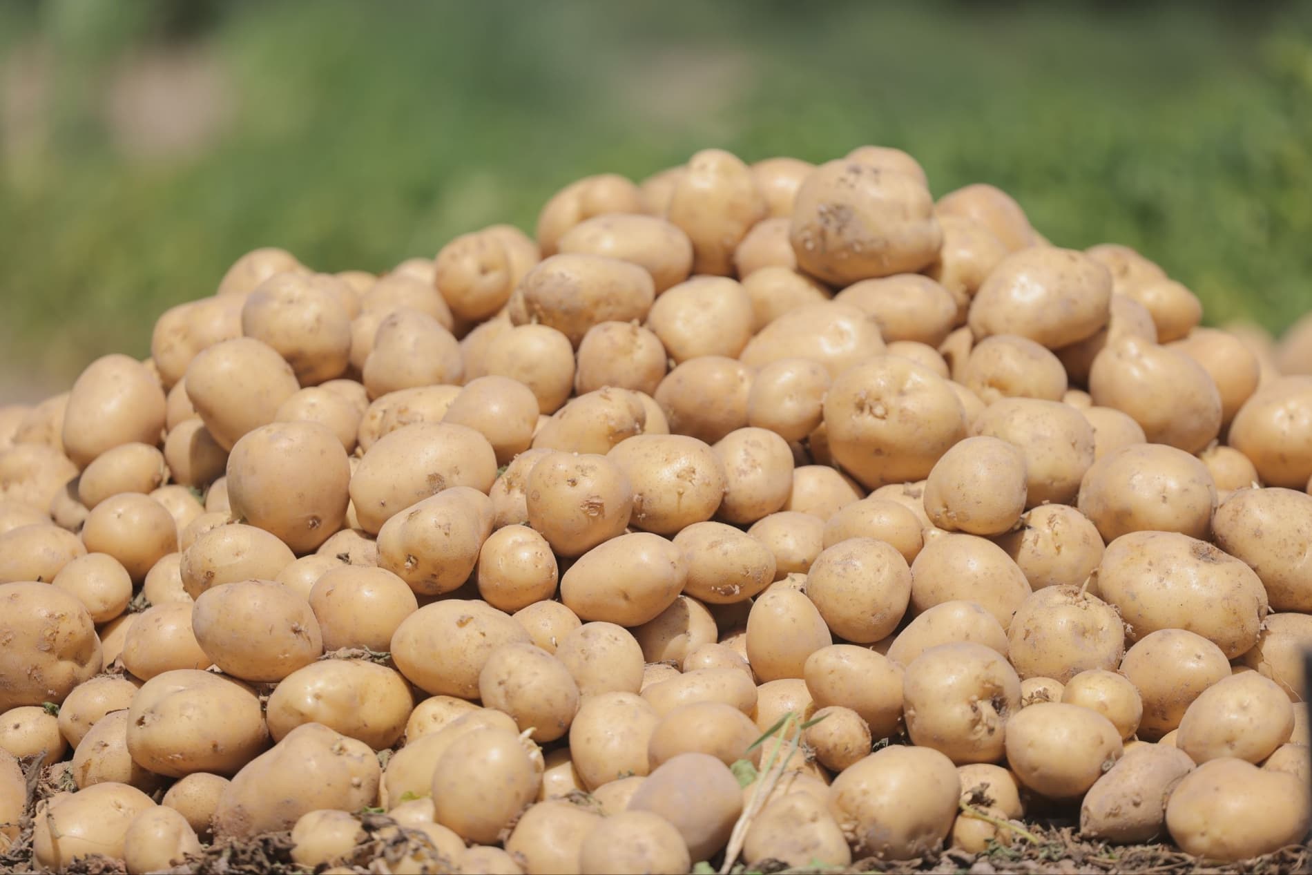 Kartoshka yetishtirishda zamonaviy agrotexnologiyalar natija bermoqda
