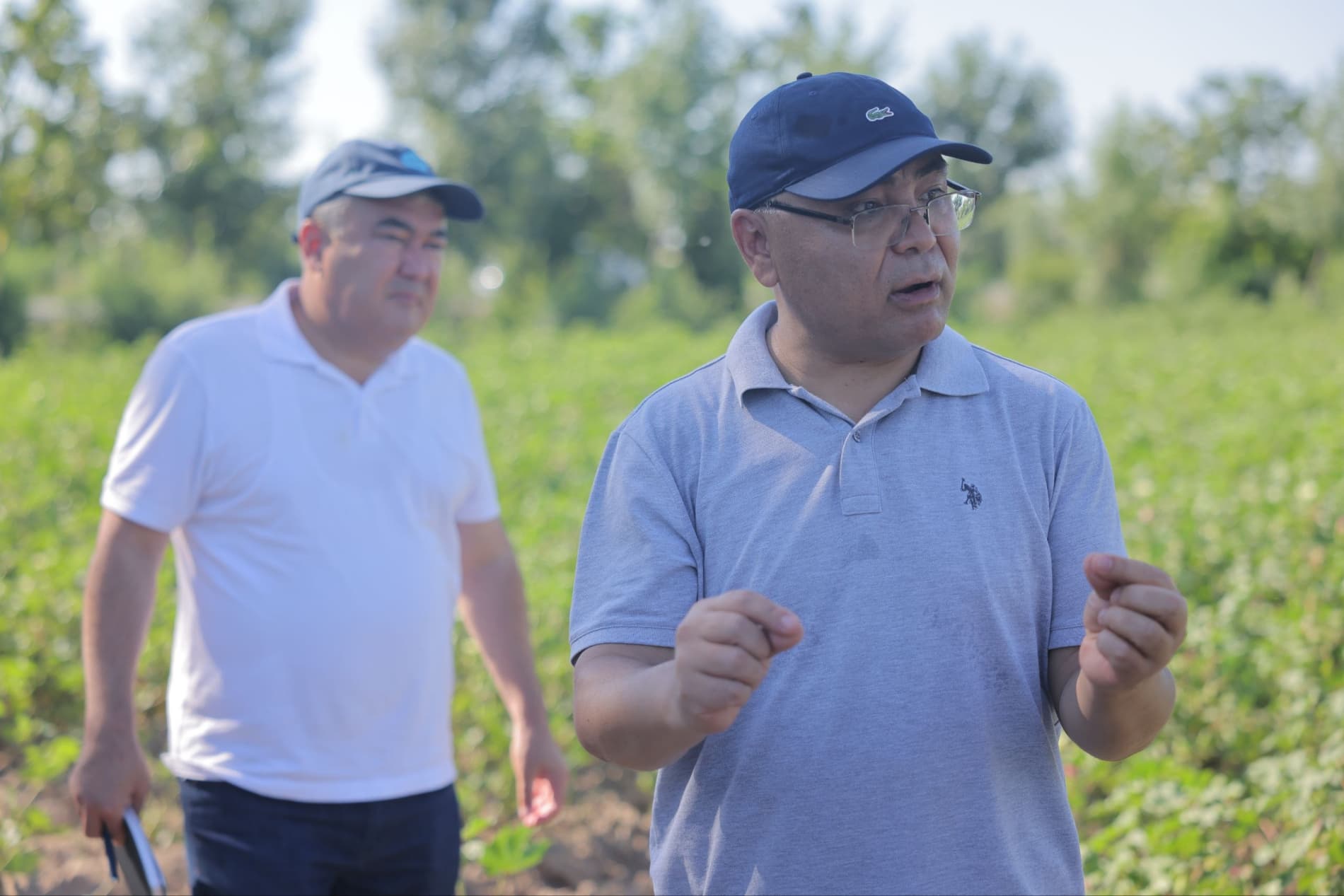 Агротехнические мероприятия, проводимые на основе научных рекомендаций, определяют будущий урожай