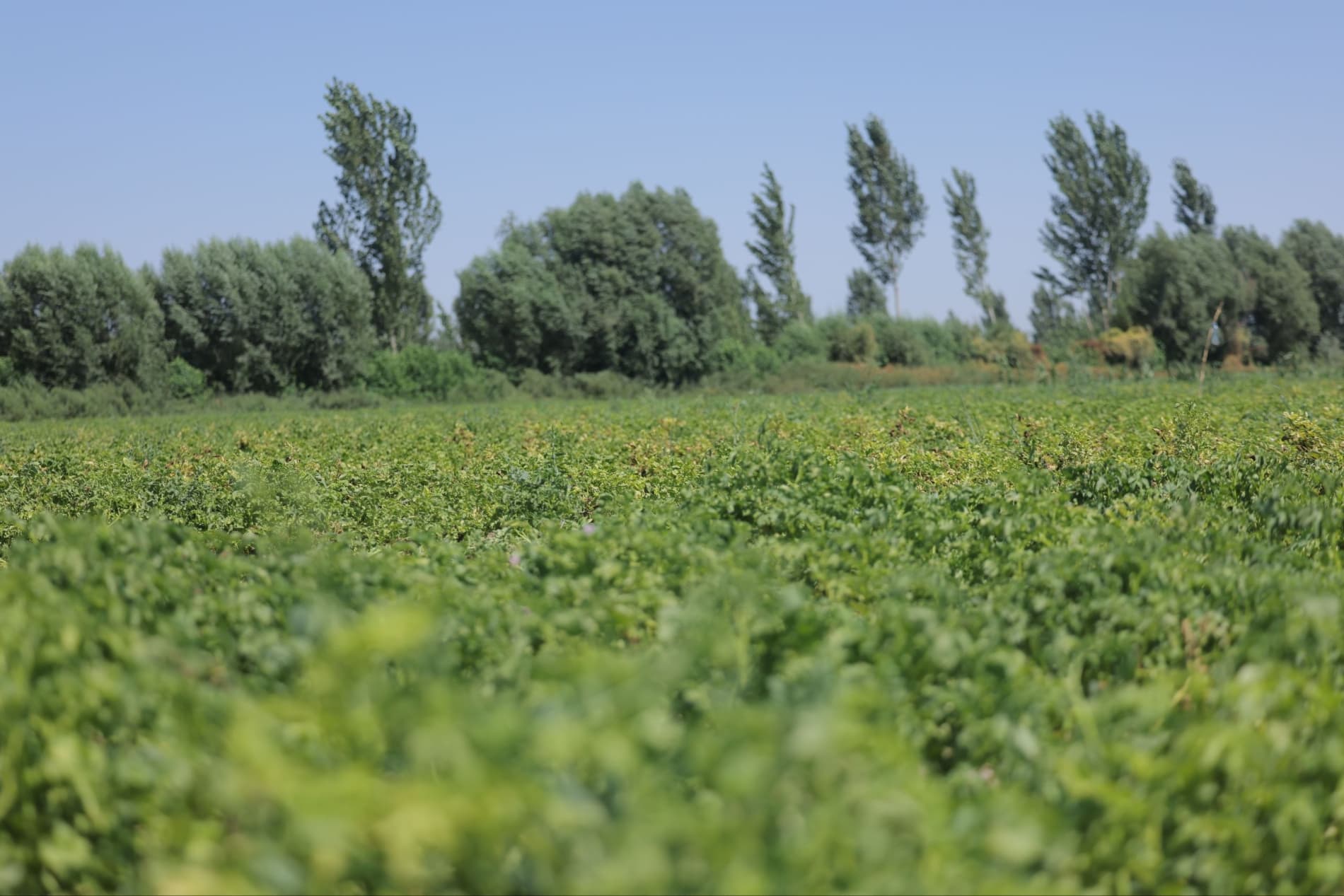 Kartoshka yetishtirishda zamonaviy agrotexnologiyalar natija bermoqda