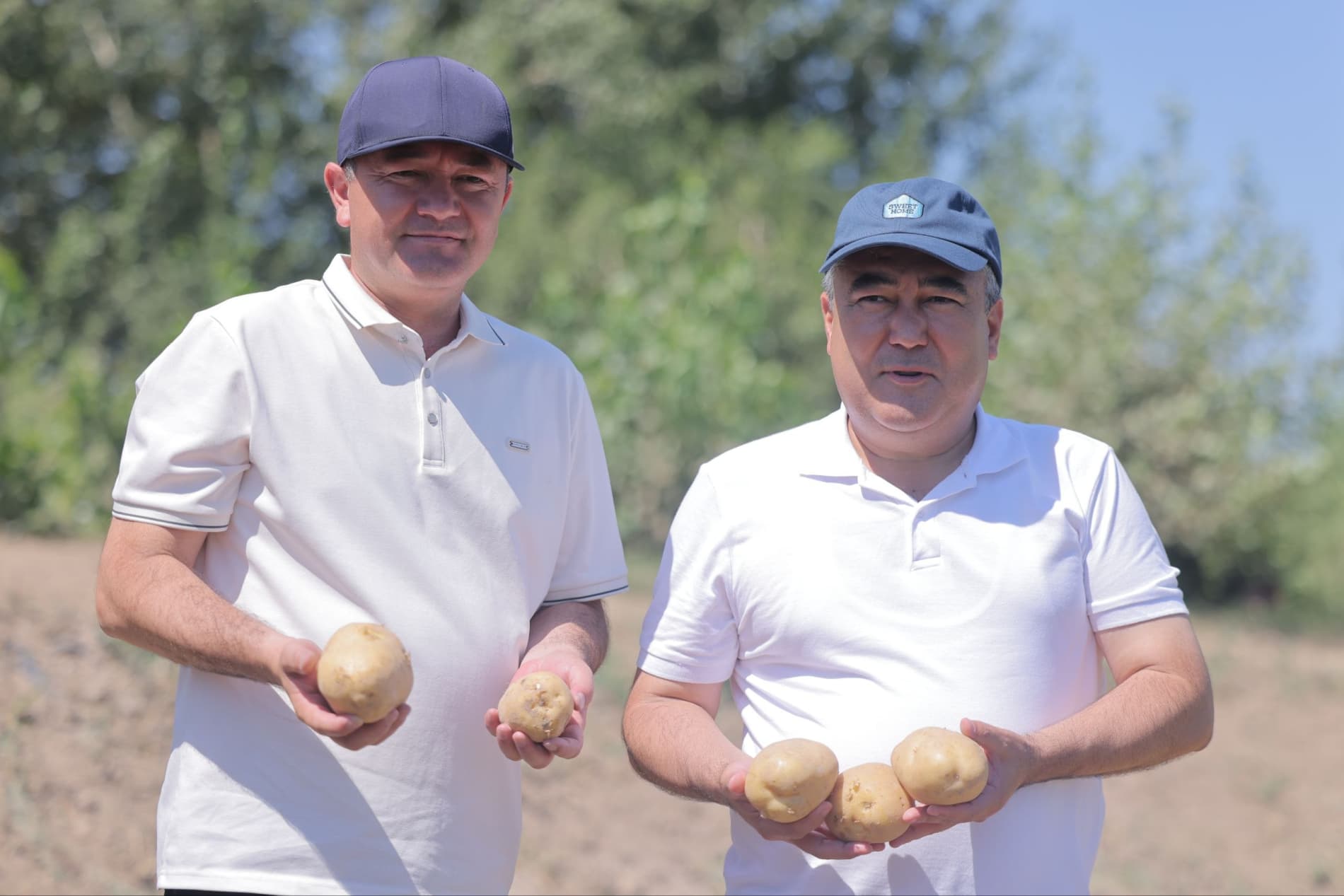 Kartoshka yetishtirishda zamonaviy agrotexnologiyalar natija bermoqda