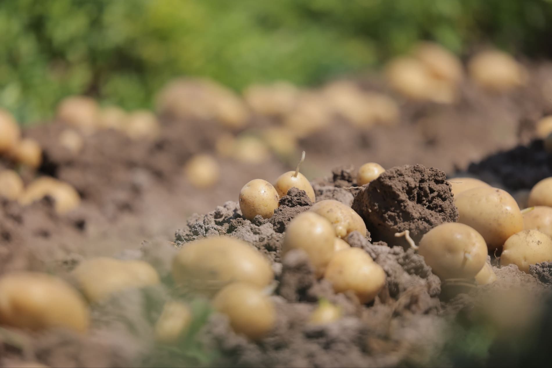 Kartoshka yetishtirishda zamonaviy agrotexnologiyalar natija bermoqda