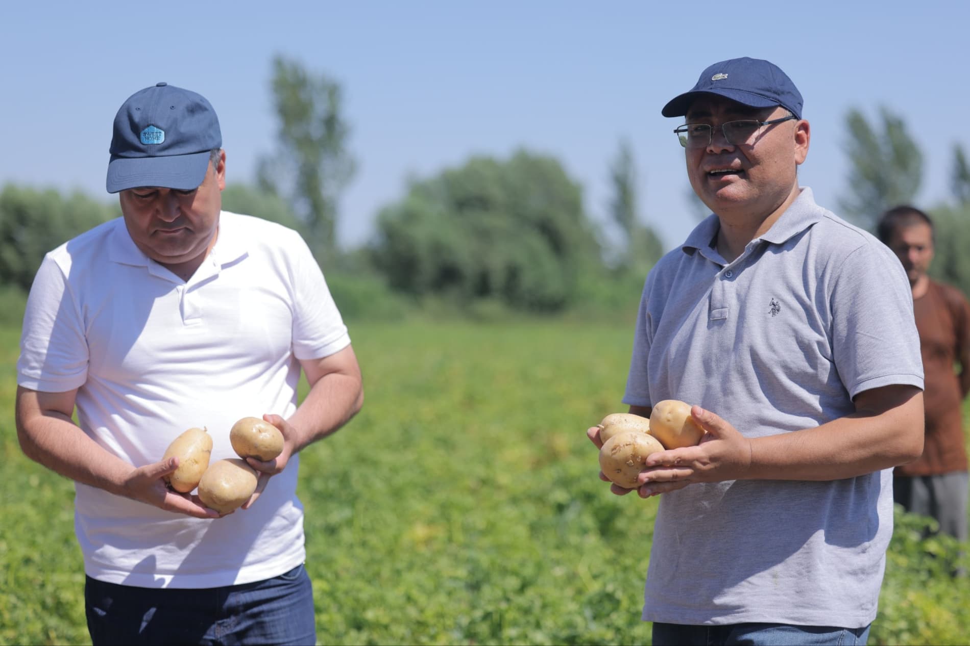Kartoshka yetishtirishda zamonaviy agrotexnologiyalar natija bermoqda