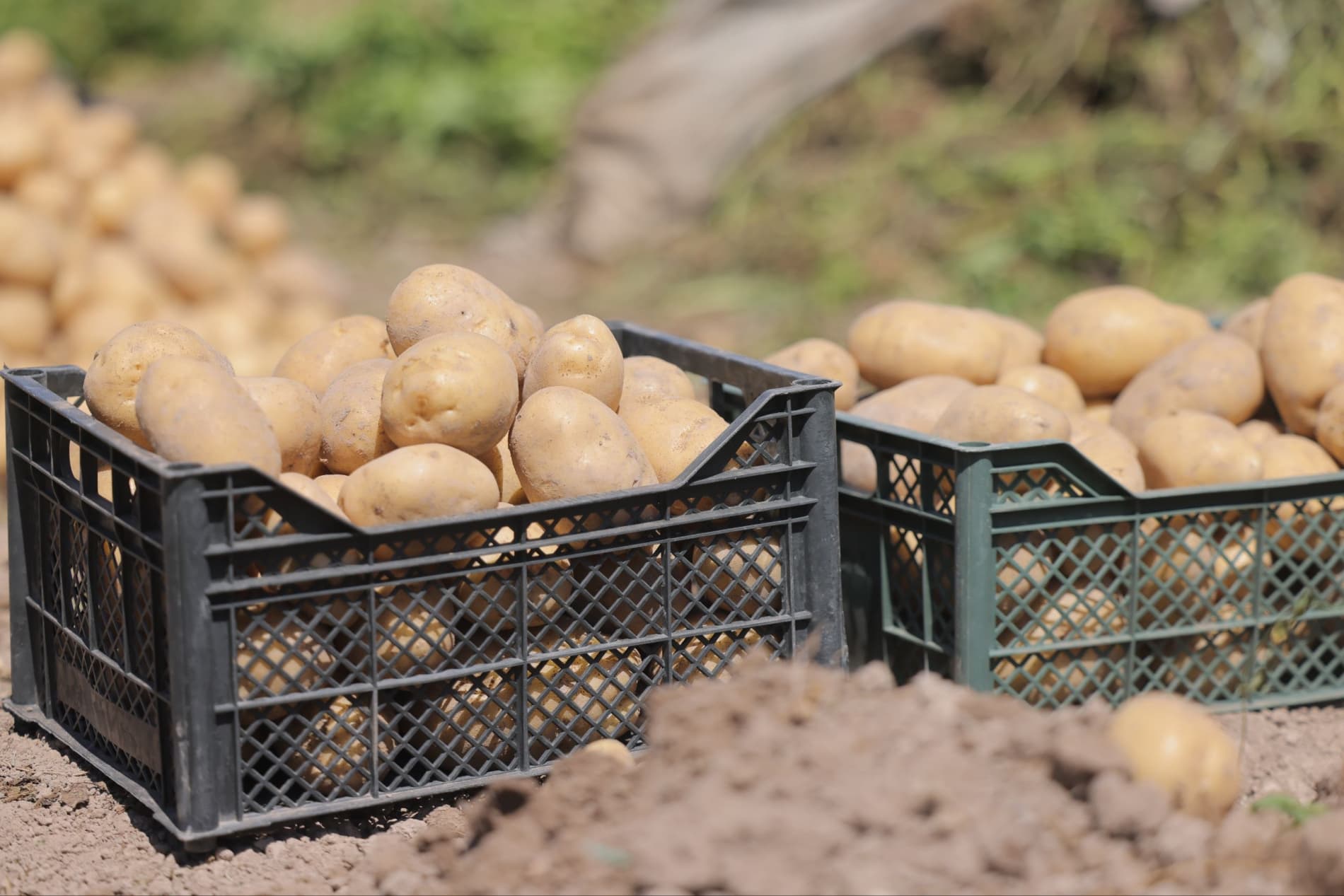 Kartoshka yetishtirishda zamonaviy agrotexnologiyalar natija bermoqda
