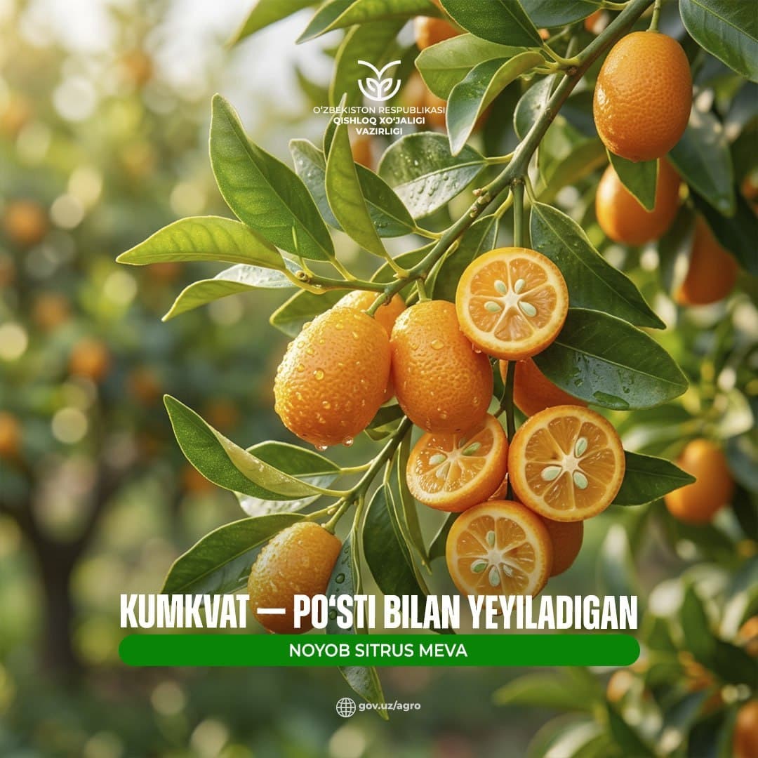 Кумкват — уникальный цитрусовый фрукт, который едят вместе с кожурой