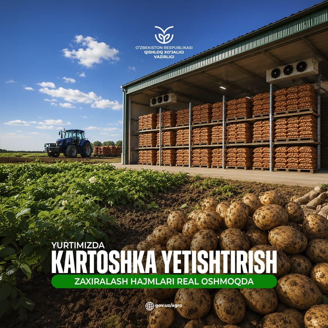 Kartoshkachilikda hosil va zaxira hajmi oshirilmoqda