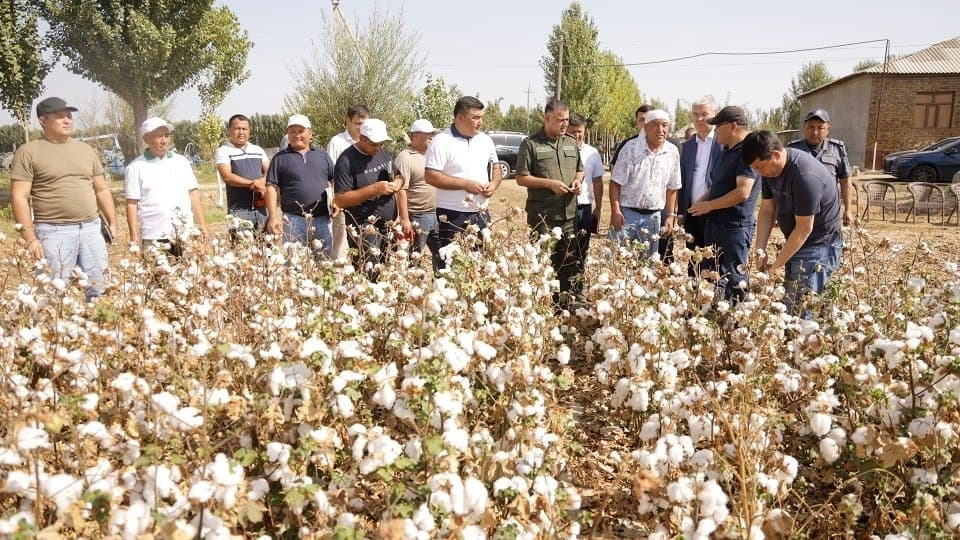 Hosilni terimgacha to‘g‘ri boshqarish — yuqori natijaning muhim omili