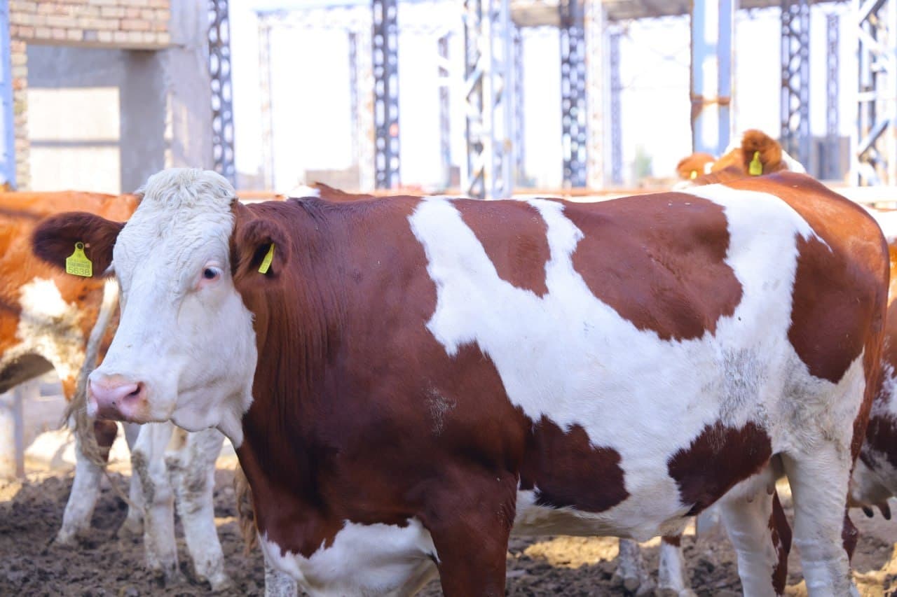 Çorvaçilik rivoji – oziq-ovqat xavfsizligining muhim omili