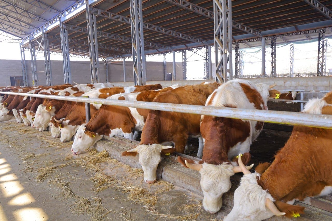 Çorvaçilik rivoji – oziq-ovqat xavfsizligining muhim omili