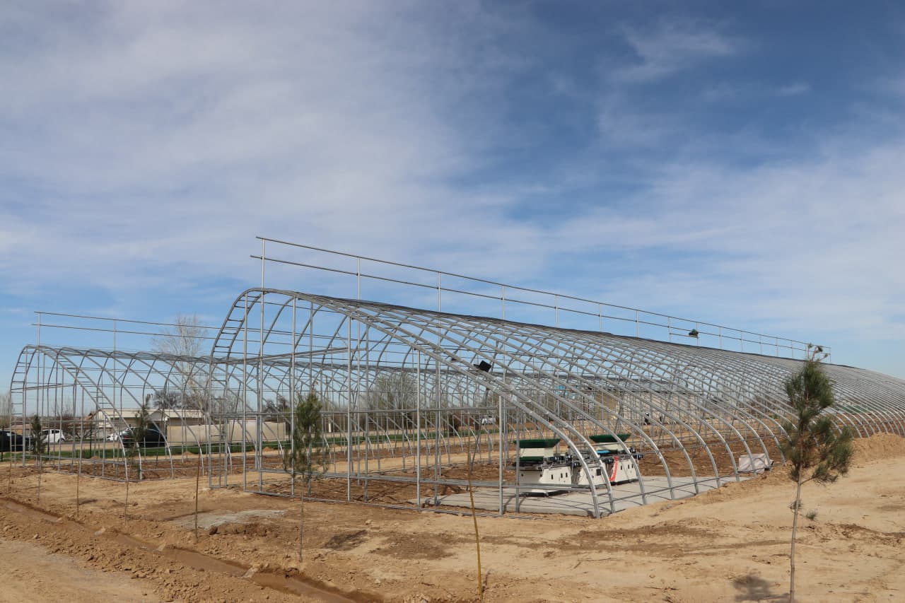 Qamashi tumanida pomidor yetishtiruvchilar uchun yangi imkoniyatlar yaratilmoqda