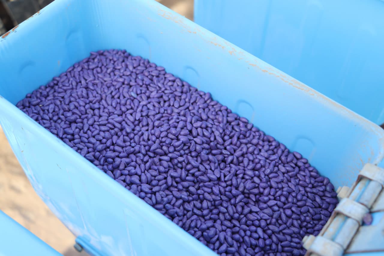 Qamashi tumanida chigit ekish bo‘yicha amaliy seminar o‘tkazildi