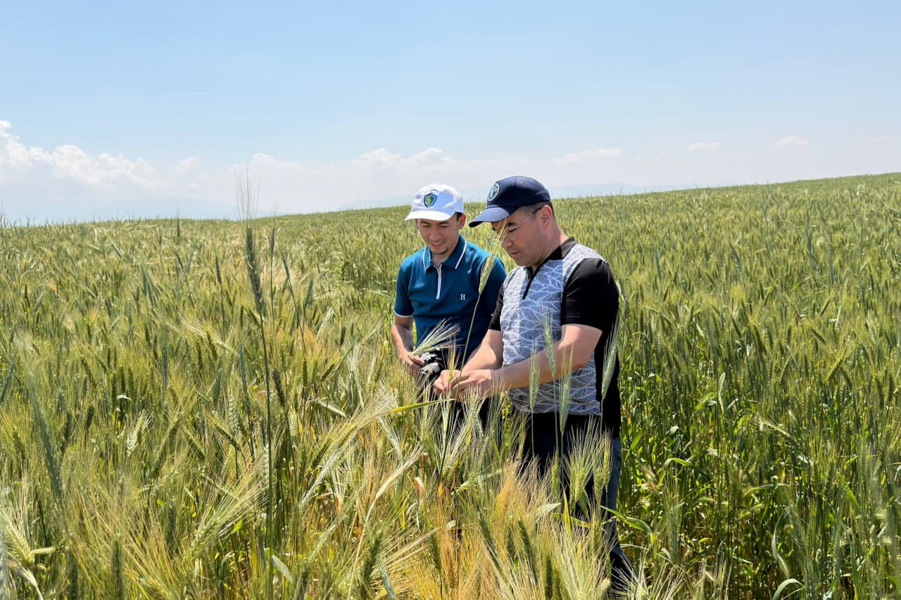Kam xarajat — mo‘l hosil: ‘No-Till’ texnologiyasi fermerlar uchun yangi imkoniyat