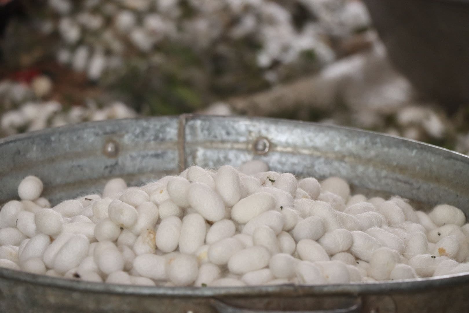 Пиллакорларларнинг баҳорги хирмонлари тўлмоқда