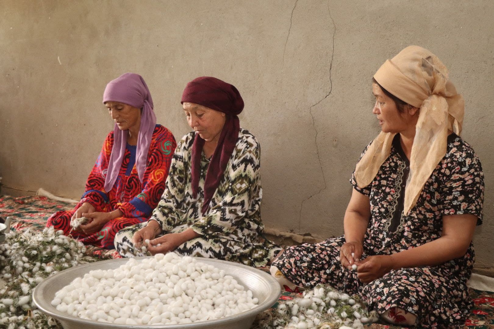 Пиллакорларларнинг баҳорги хирмонлари тўлмоқда