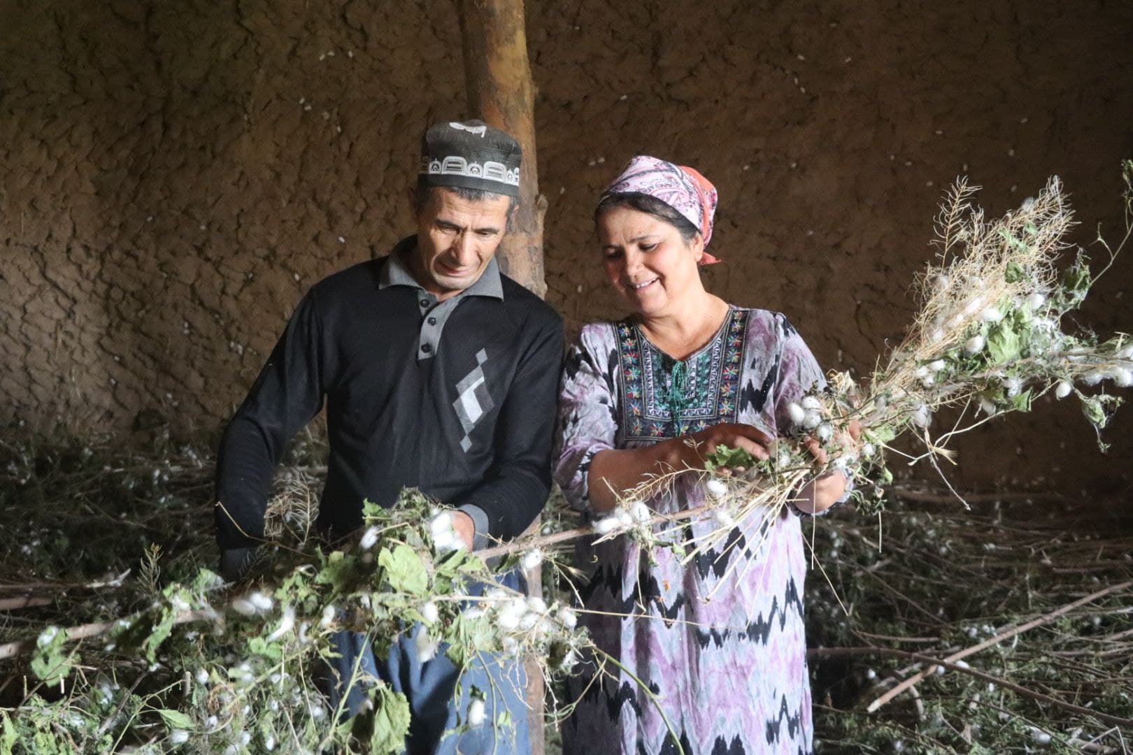 Пиллакорларларнинг баҳорги хирмонлари тўлмоқда