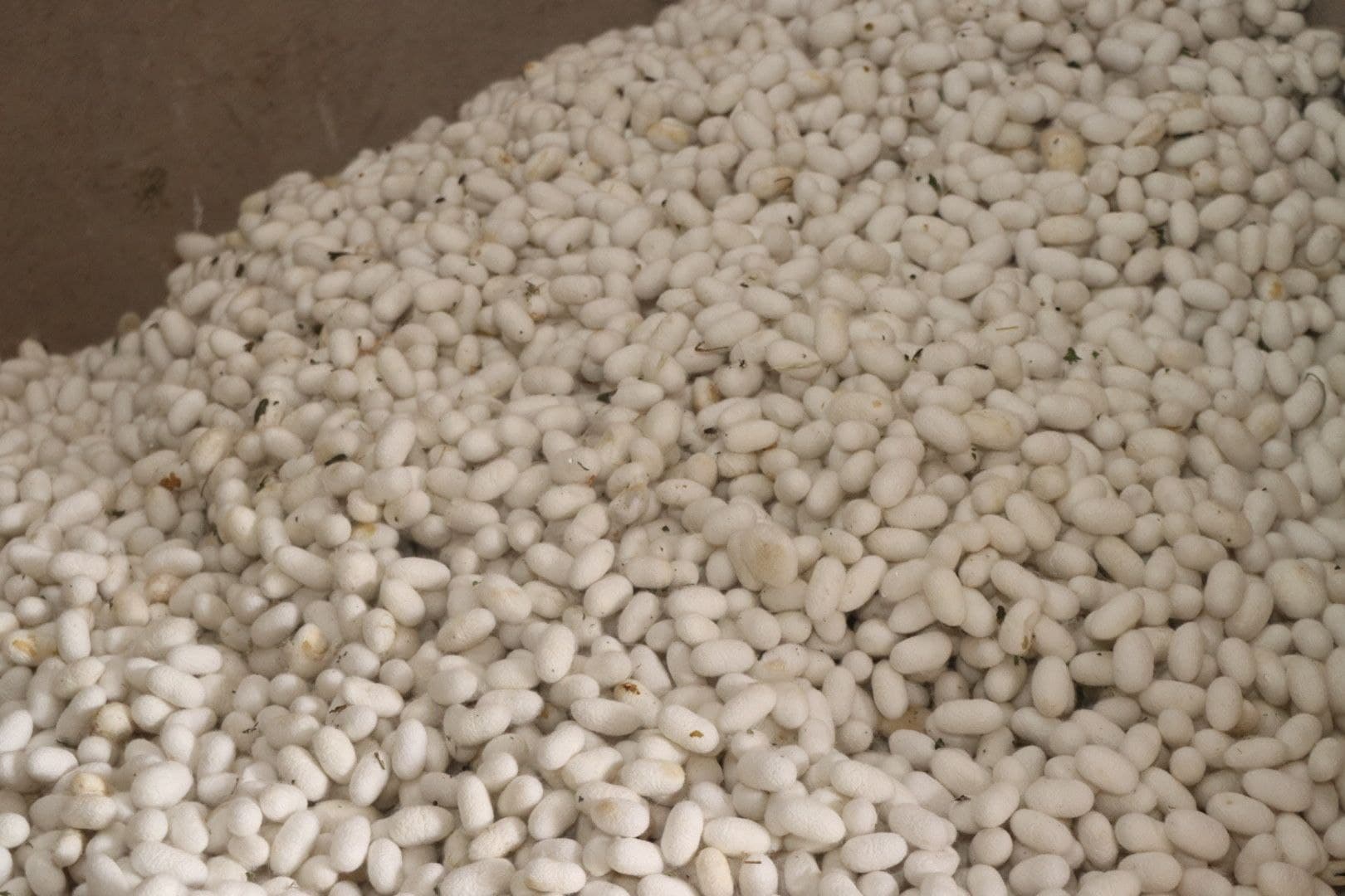 Пиллакорларларнинг баҳорги хирмонлари тўлмоқда