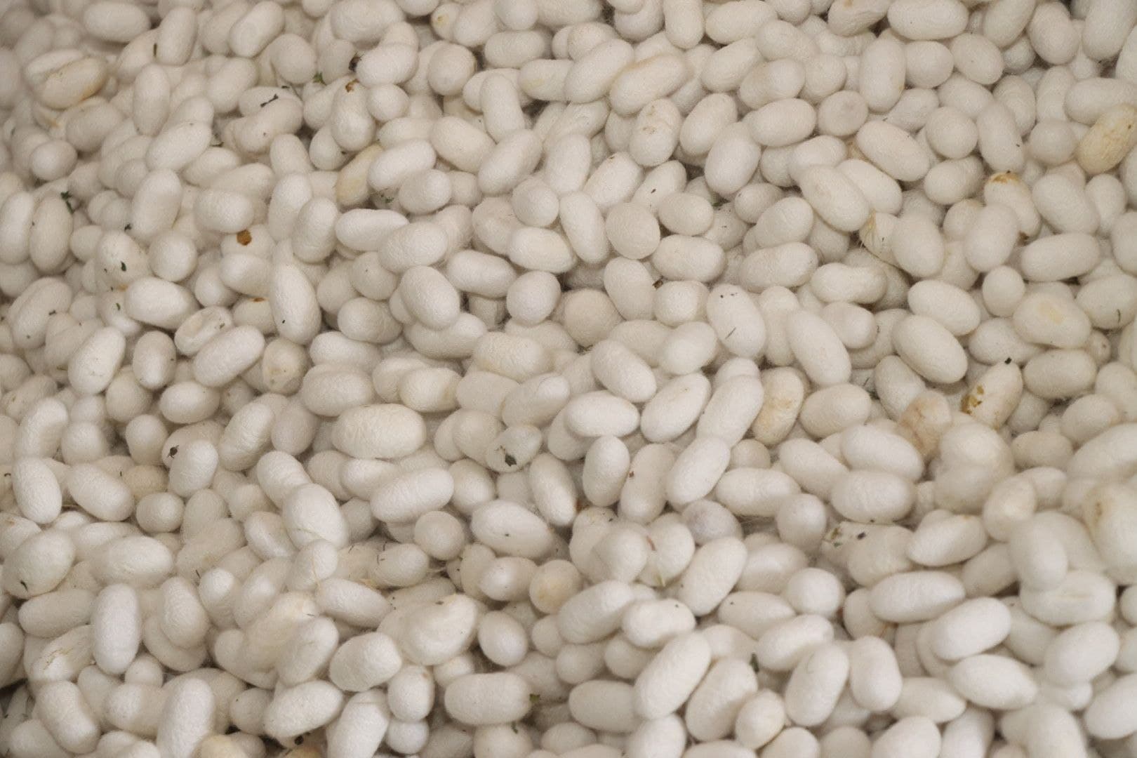 Пиллакорларларнинг баҳорги хирмонлари тўлмоқда