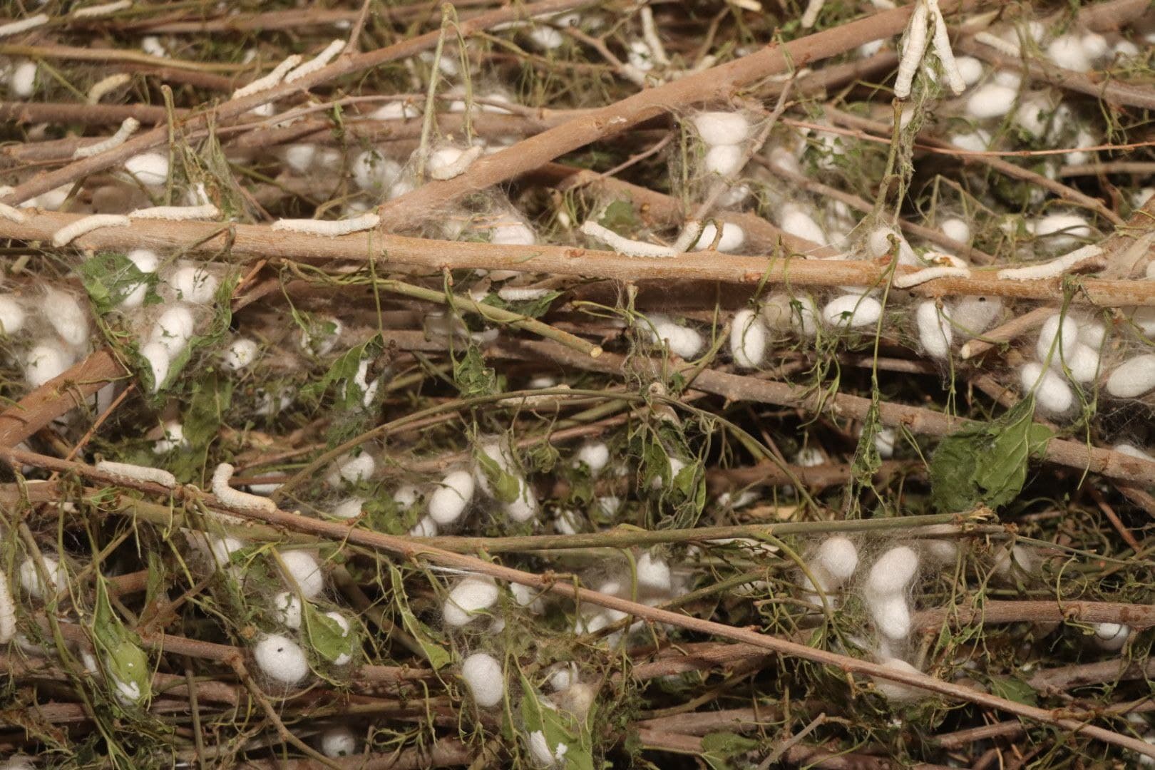 Пиллакорларларнинг баҳорги хирмонлари тўлмоқда