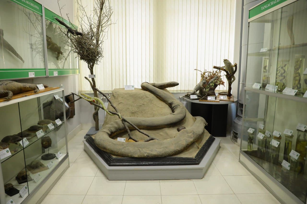 Участникам CITES CoP20 представили экологический потенциал СамГУ