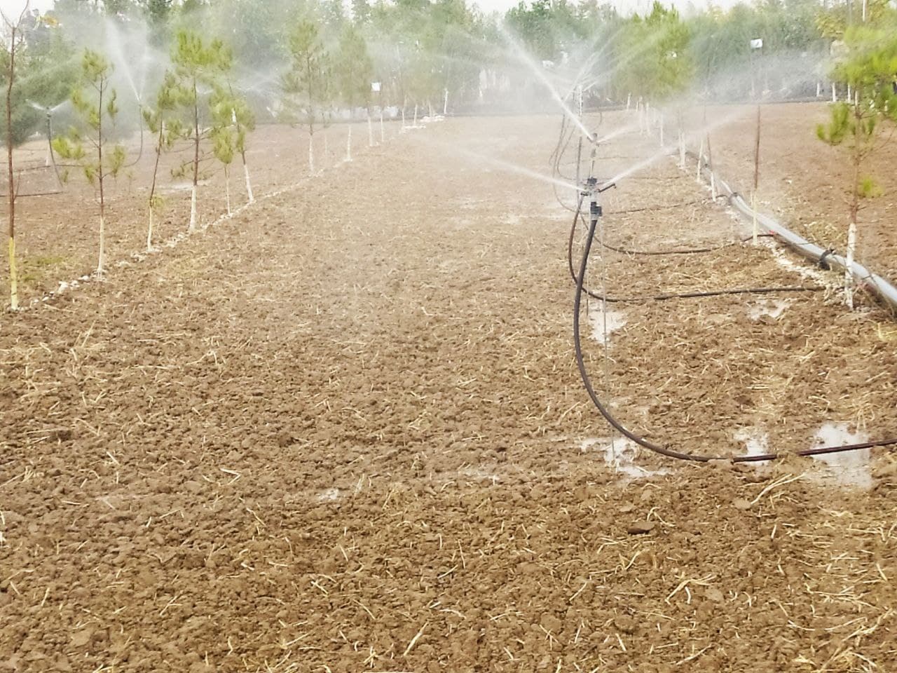 DARAXT SUVSIZ KO‘KARMAYDI