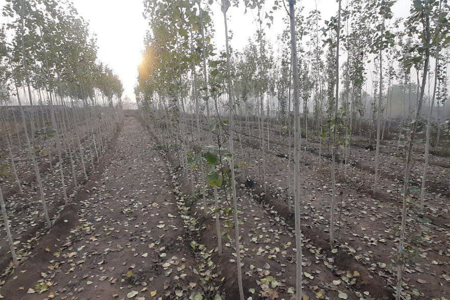 ЯШИЛ БЕЛБОҒ ЭКО АКЦИЯСИ ДАВОМ ЭТМОҚДА