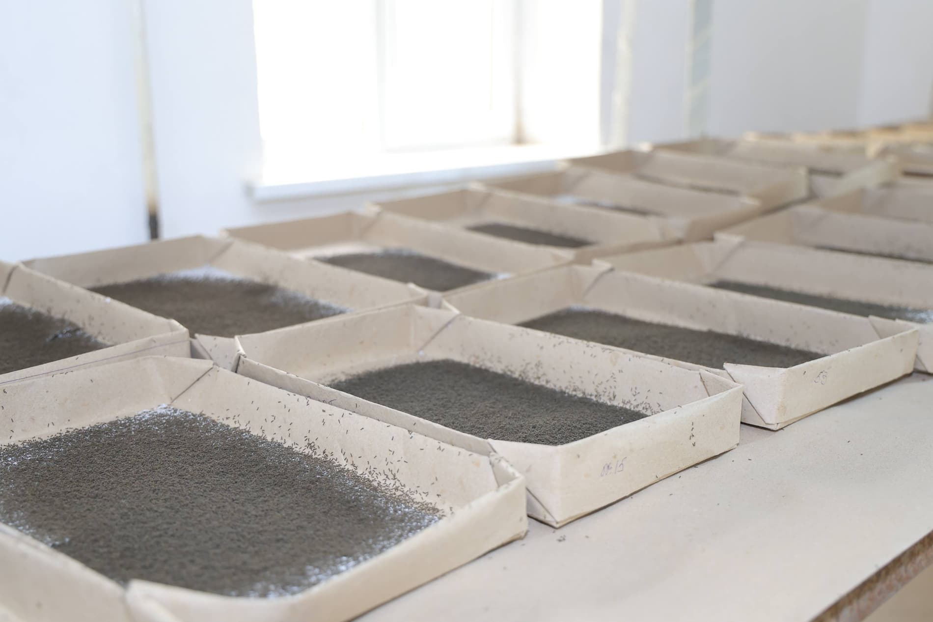 Pillachilik mavsumi izchil davom etmoqda