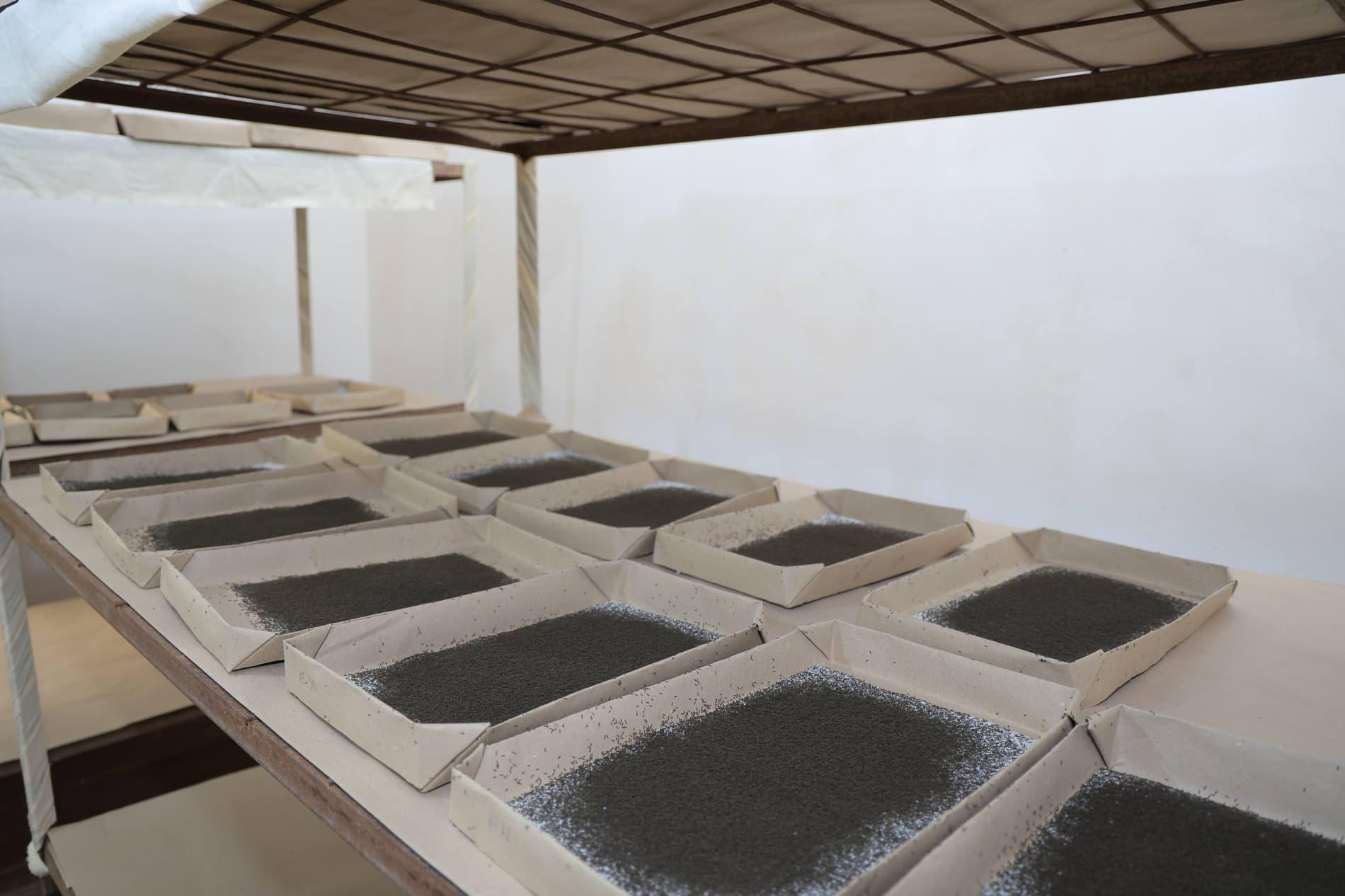 Pillachilik mavsumi izchil davom etmoqda