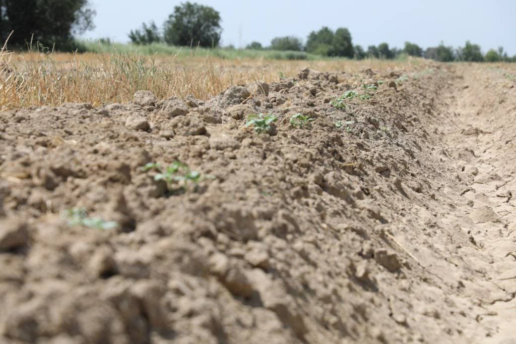 Takroriy ekin qosh daromad keltirar!