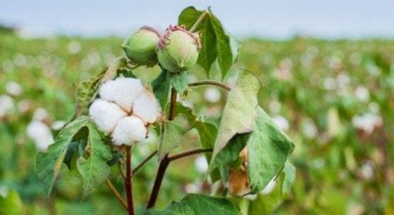 PAXTACHILIKDA KECHIKTIRIB BO‘LMAYDIGAN AGROTEXNIK TADBIRLARNI TIZIMLI VA O‘Z MUDDATLARIDA AMALGA OSHIRIB, YUQORI HOSIL VA DAROMAD OLISH UCHUN PUXTA ZAMIN YARATING! Taxiatosh tumani fermerlari kengashining fermerlarga MUROJAATI