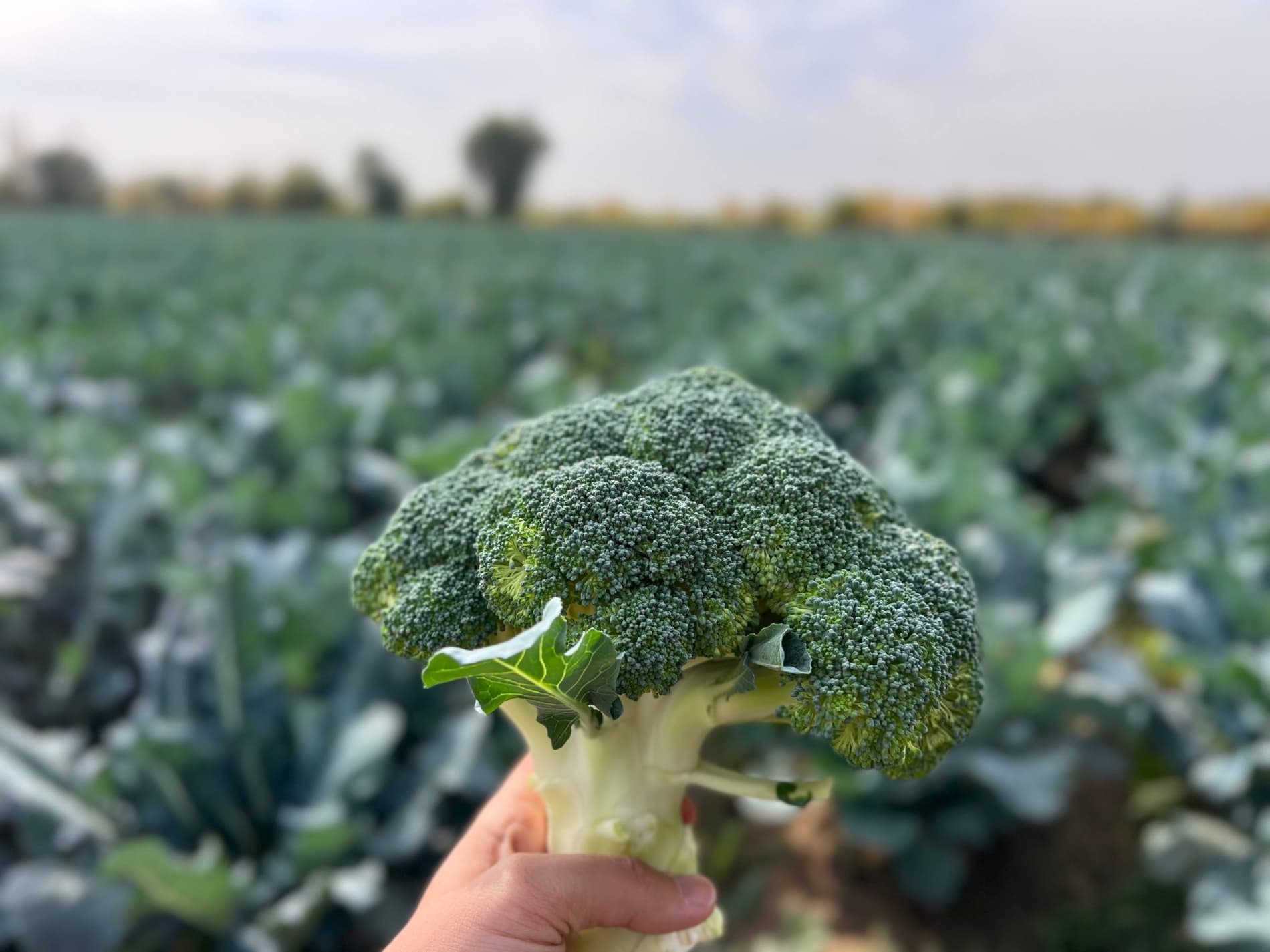 Опыт берунийского огородника в выращивании брокколи