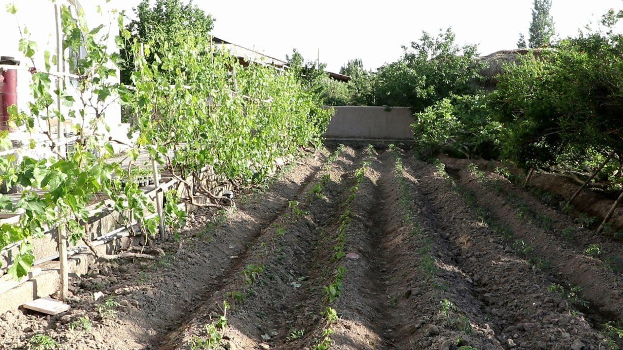 Tomorqa – har bir xonadon uchun baraka manbai.