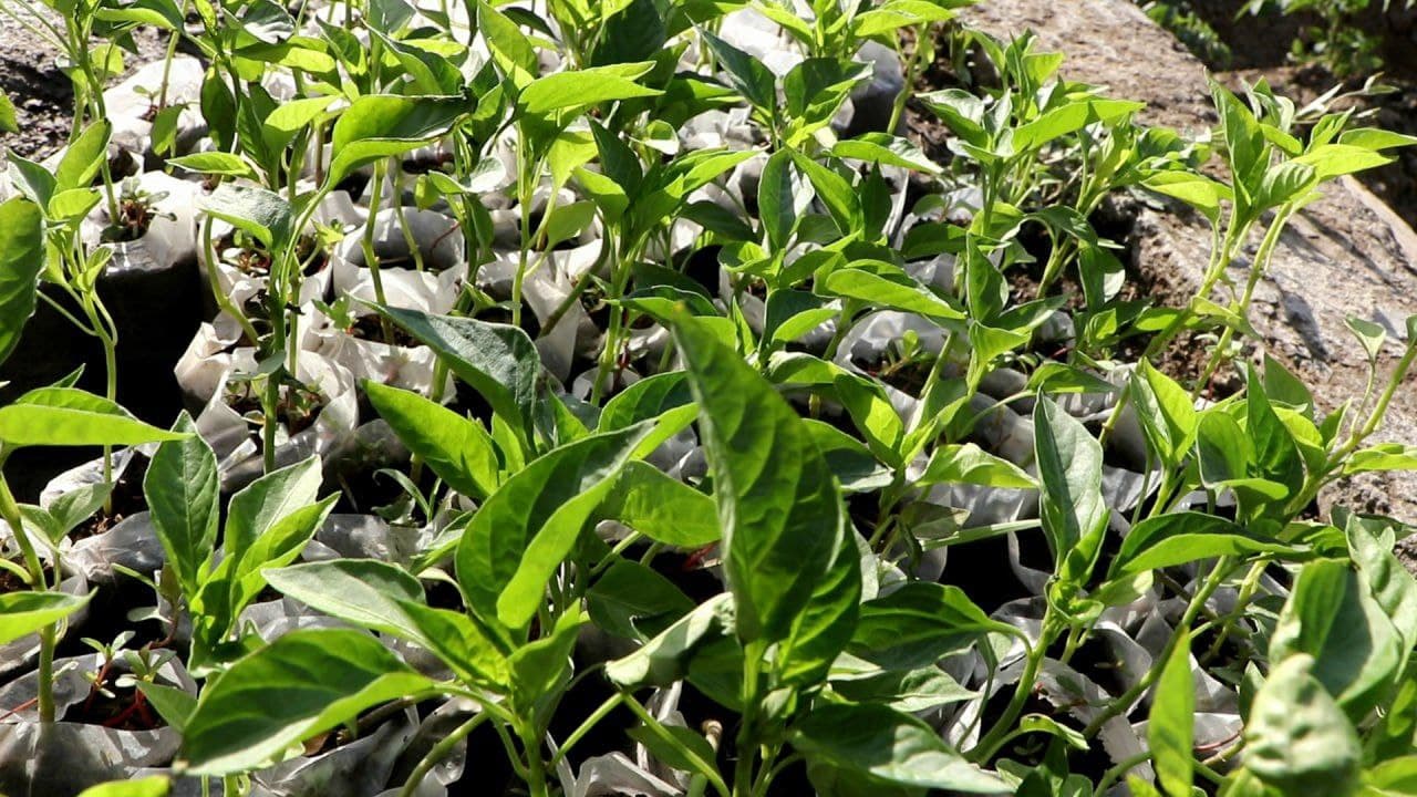 Tomorqa – har bir xonadon uchun baraka manbai.