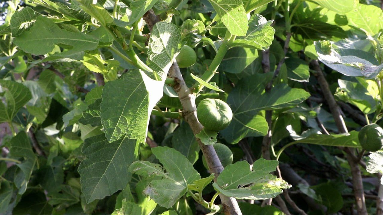 Tomorqa – har bir xonadon uchun baraka manbai.