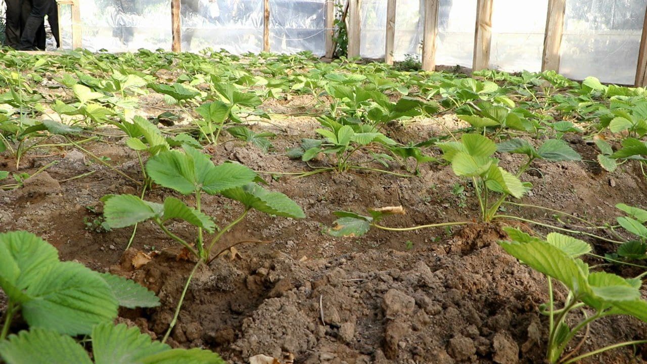 Tomorqa – har bir xonadon uchun baraka manbai.