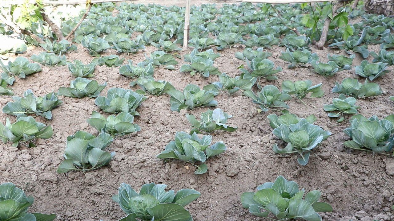 Tomorqa – har bir xonadon uchun baraka manbai.