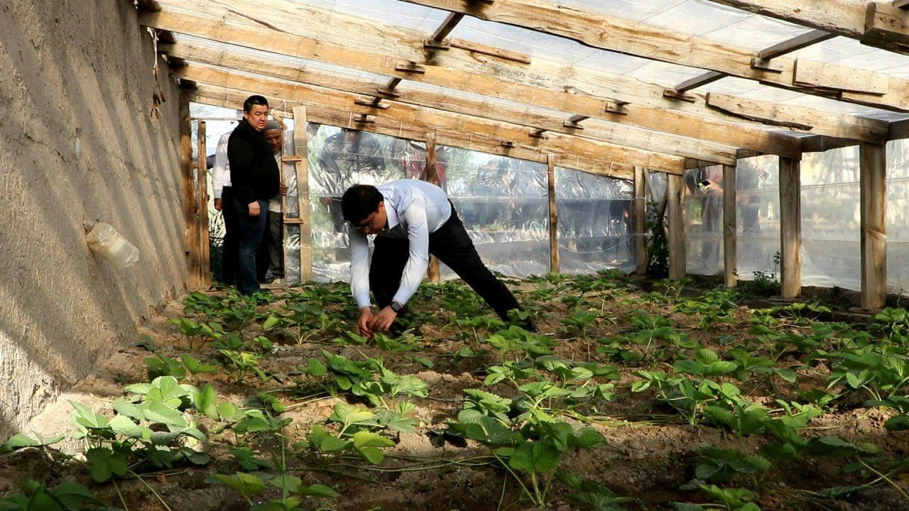 Tomorqa – har bir xonadon uchun baraka manbai.