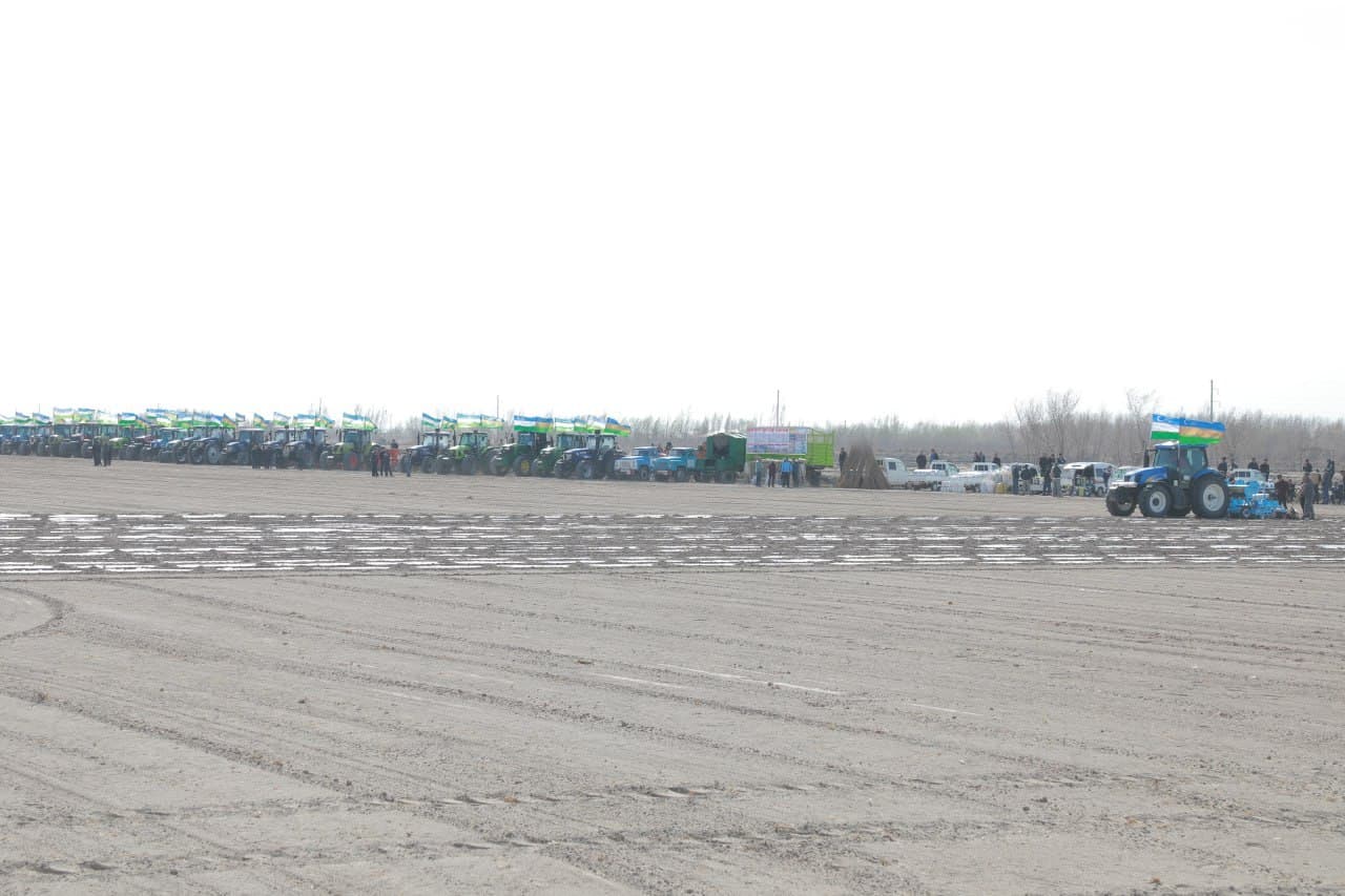 Amudaryoda paxta mavsumiga puxta zamin: sifatli chigit ekish – mo‘l hosil garovi