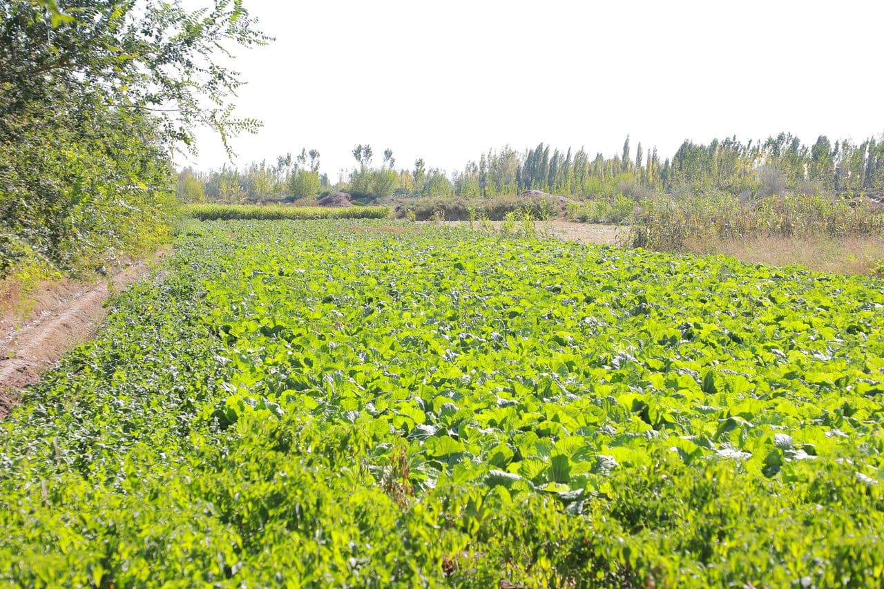 AMUDARYO TUMANIDA TOMORQA — DAROMAD MANBAI