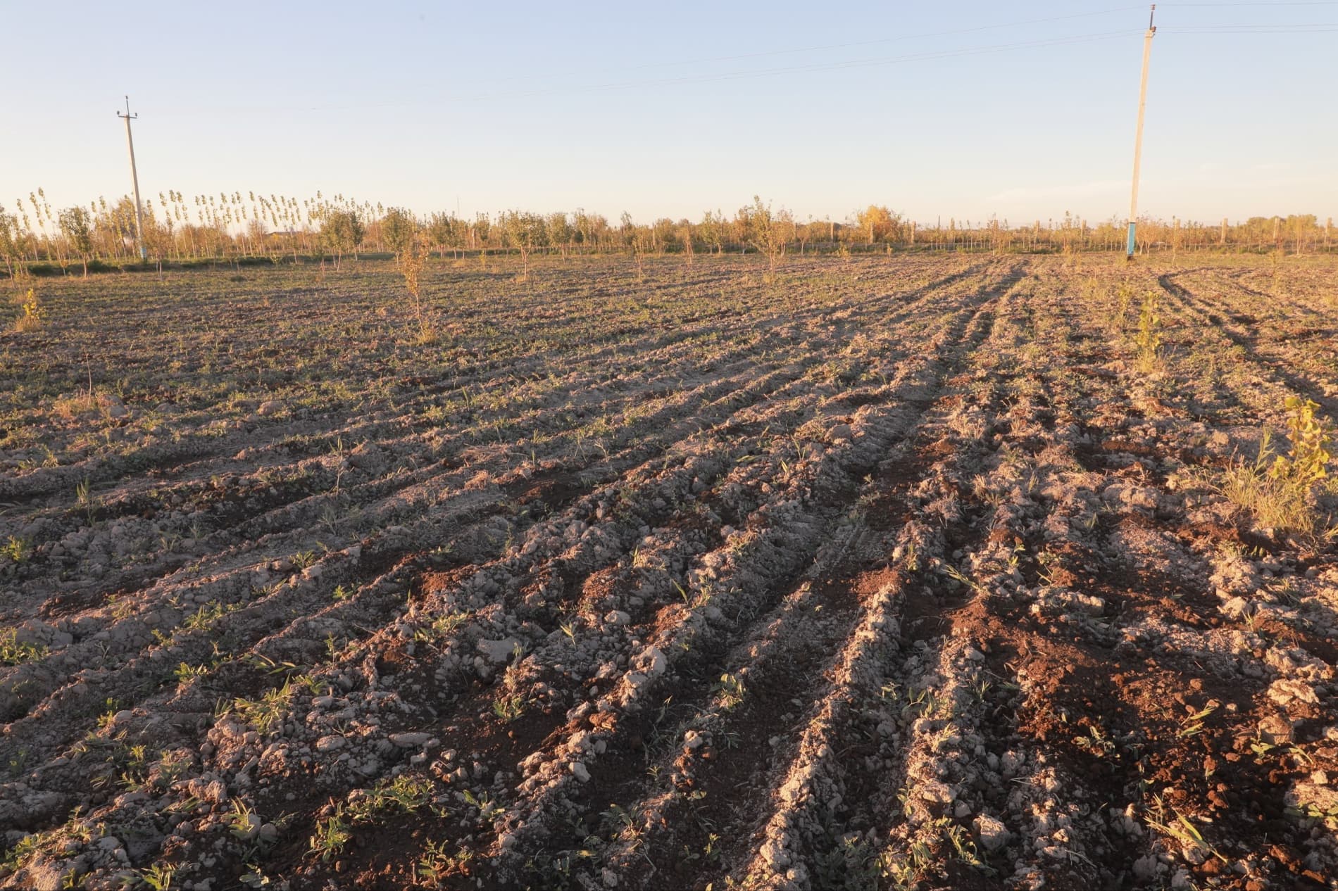 Qo‘ng‘irot tumani to‘qsonbosdi ekinlarida agrotexnik ishlari olib borilishi ko'zdan kechirildi