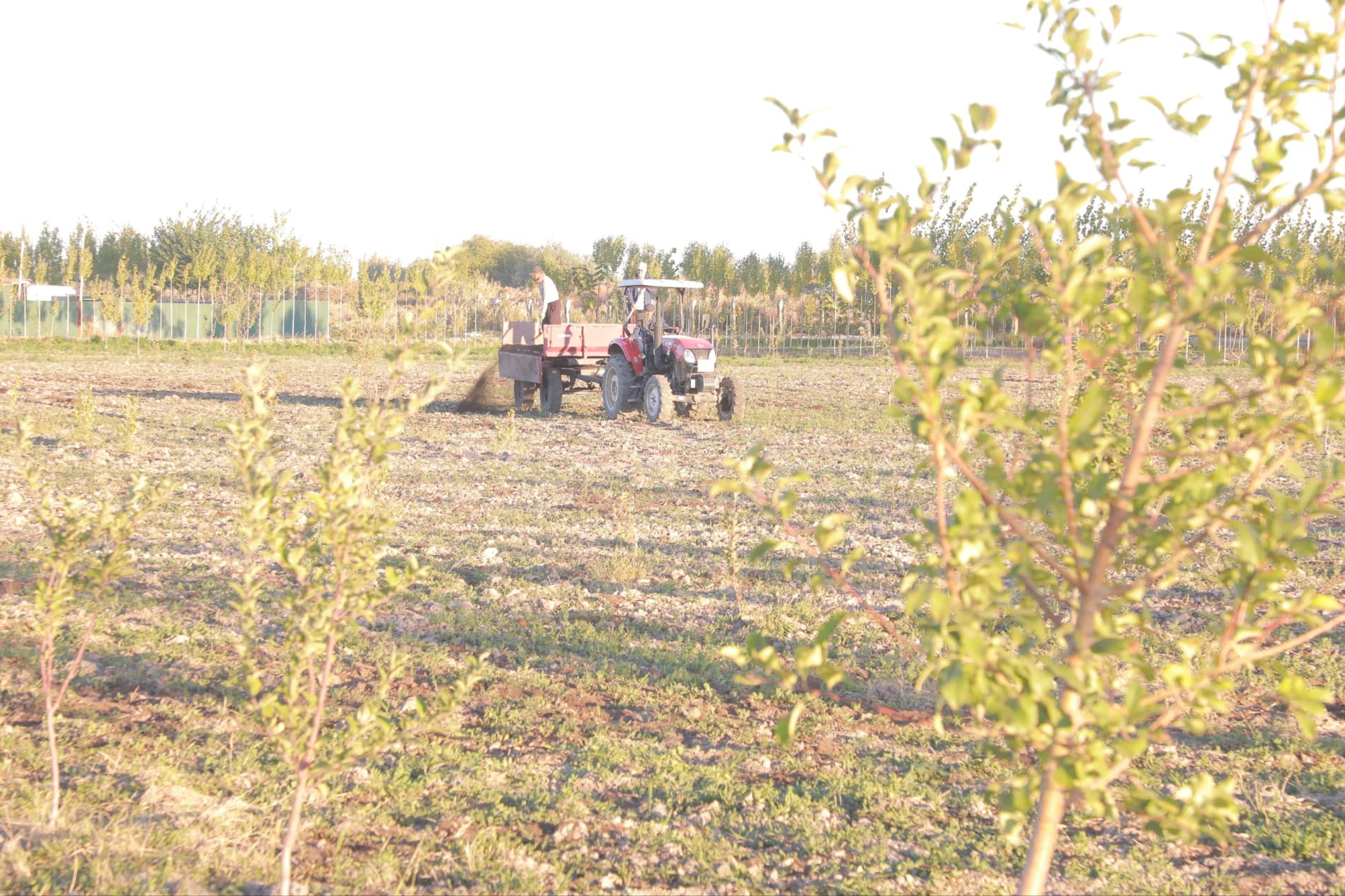 Qo‘ng‘irot tumani to‘qsonbosdi ekinlarida agrotexnik ishlari olib borilishi ko'zdan kechirildi